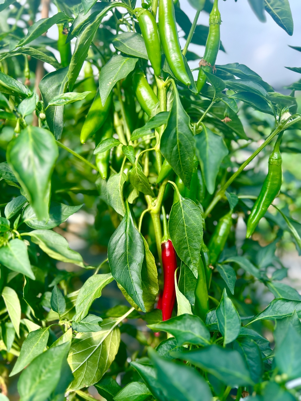 Cayenne