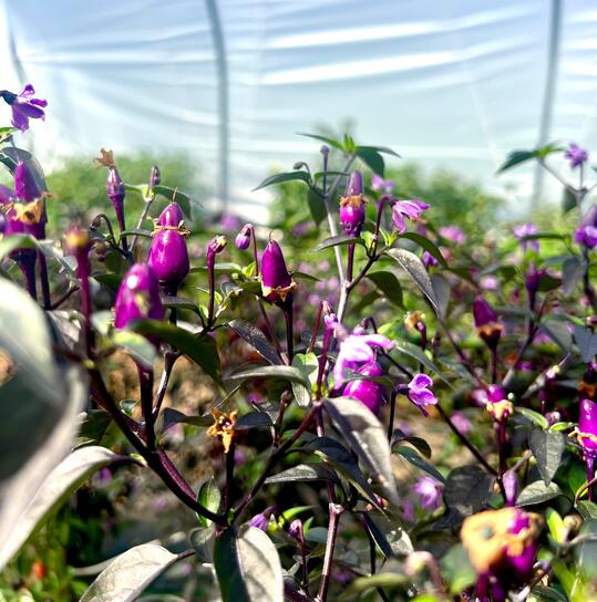 Unsere Pflanzen wachsen und gedeihen